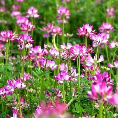 紫云英种子红花草籽 绿肥牧草可食用花种子草坪草籽批发